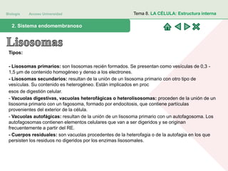 Biología Acceso Universidad
1. Teoría celular: introducción histórica2. Sistema endomembranoso
Tema 8. LA CÉLULA: Estructura interna
Tipos:
- Lisosomas primarios: son lisosomas recién formados. Se presentan como vesículas de 0,3 -
1,5 μm de contenido homogéneo y denso a los electrones.
- Lisosomas secundarios: resultan de la unión de un lisosoma primario con otro tipo de
vesículas. Su contenido es heterogéneo. Están implicados en proc
esos de digestión celular.
- Vacuolas digestivas, vacuolas heterofágicas o heterolisosomas: proceden de la unión de un
lisosoma primario con un fagosoma, formado por endocitosis, que contiene partículas
provenientes del exterior de la célula.
- Vacuolas autofágicas: resultan de la unión de un lisosoma primario con un autofagosoma. Los
autofagosomas contienen elementos celulares que van a ser digeridos y se originan
frecuentemente a partir del RE.
- Cuerpos residuales: son vacuolas procedentes de la heterofagia o de la autofagia en los que
persisten los residuos no digeridos por los enzimas lisosomales.
 