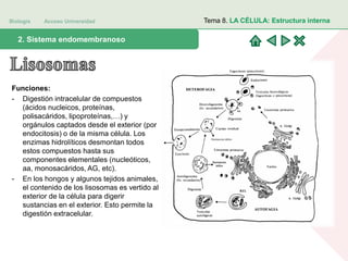 Biología Acceso Universidad
1. Teoría celular: introducción histórica2. Sistema endomembranoso
Tema 8. LA CÉLULA: Estructura interna
Funciones:
- Digestión intracelular de compuestos
(ácidos nucleicos, proteínas,
polisacáridos, lipoproteínas,…) y
orgánulos captados desde el exterior (por
endocitosis) o de la misma célula. Los
enzimas hidrolíticos desmontan todos
estos compuestos hasta sus
componentes elementales (nucleóticos,
aa, monosacáridos, AG, etc).
- En los hongos y algunos tejidos animales,
el contenido de los lisosomas es vertido al
exterior de la célula para digerir
sustancias en el exterior. Esto permite la
digestión extracelular.
 