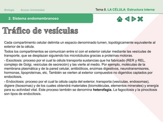 Biología Acceso Universidad
1. Teoría celular: introducción histórica2. Sistema endomembranoso
Tema 8. LA CÉLULA: Estructura interna
Cada compartimento celular delimita un espacio denominado lumen, topológicamente equivalente al
exterior de la célula.
Todos los compartimentos se comunican entre sí con el exterior celular mediante las vesículas de
transporte, que se desplazan siguiendo los microtúbulos gracias a proteínas motoras.
- Exocitosis: proceso por el cual la célula transporta sustancias que ha fabricado (RER y REL,
complejo de Golgi, vesículas de secreción) y las vierte al medio. Por ejemplo, moléculas de la
membrana plasmática y de la pared celular, antibióticos, enzimas digestivos, neurotransmisores,
hormonas, lipoproteínas, etc. También se vierten al exterior compuestos no digeridos captados por
endocitosis.
- Endocitosis: proceso por el cual la célula capta del exterior, transporta (vesículas, endosomas),
digiere (lisosomas) y de los cuales obtendrá materiales (biomoléculas, elementos minerales) y energía
para su actividad vital. Este proceso también se denomina heterofagia. La fagocitosis y la pinocitosis
son tipos de endocitosis.
 