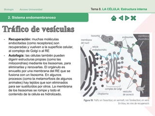 Biología Acceso Universidad
1. Teoría celular: introducción histórica2. Sistema endomembranoso
Tema 8. LA CÉLULA: Estructura interna
- Recuperación: muchas moléculas
endocitadas (como receptores) son
recuperadas y vuelven a la superficie celular,
al complejo de Golgi o al RE
- Autofagia: las células también pueden
digerir estructuras propias (como las
mitocondrias) mediante los lisosomas, para
eliminarlas y renovarlas. El orgánulo es
envuelto por una membrana del RE que se
fusiona con un lisosoma. En algunos
procesos (como la metamorfosis de algunos
animales) hay tejidos que son eliminados
para ser sustituídos por otros. La membrana
de los lisosomas se rompe y todo el
contenido de la célula es hidrolizado.
 