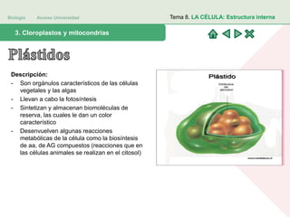 Biología Acceso Universidad
1. Teoría celular: introducción histórica3. Cloroplastos y mitocondrias
Tema 8. LA CÉLULA: Estructura interna
Descripción:
- Son orgánulos característicos de las células
vegetales y las algas
- Llevan a cabo la fotosíntesis
- Sintetizan y almacenan biomoléculas de
reserva, las cuales le dan un color
característico
- Desenvuelven algunas reacciones
metabólicas de la célula como la biosíntesis
de aa, de AG compuestos (reacciones que en
las células animales se realizan en el citosol)
 