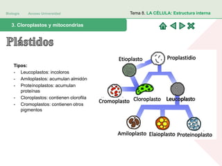 Biología Acceso Universidad
1. Teoría celular: introducción histórica3. Cloroplastos y mitocondrias
Tema 8. LA CÉLULA: Estructura interna
Tipos:
- Leucoplastos: incoloros
- Amiloplastos: acumulan almidón
- Proteínoplastos: acumulan
proteínas
- Cloroplastos: contienen clorofila
- Cromoplastos: contienen otros
pigmentos
 