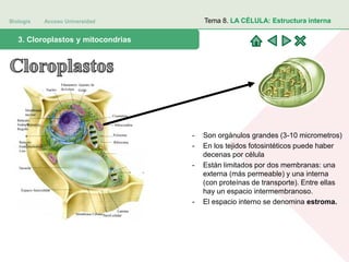 Biología Acceso Universidad
1. Teoría celular: introducción histórica3. Cloroplastos y mitocondrias
Tema 8. LA CÉLULA: Estructura interna
- Son orgánulos grandes (3-10 micrometros)
- En los tejidos fotosintéticos puede haber
decenas por célula
- Están limitados por dos membranas: una
externa (más permeable) y una interna
(con proteínas de transporte). Entre ellas
hay un espacio intermembranoso.
- El espacio interno se denomina estroma.
 
