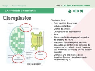 Biología Acceso Universidad
1. Teoría celular: introducción histórica3. Cloroplastos y mitocondrias
Tema 8. LA CÉLULA: Estructura interna
El estroma tiene:
- Gran cantidad de enzimas
- Inclusiones lipídicas
- Granos de almidón
- DNA (circular de doble cadena)
- RNA
- Ribosomas 70S (más pequeños que los
del citosol y del RER)
- Tilacoides: son una especie de sacos
aplanados. Su contenido se comunica de
manera que en cada cloroplasto hay una
sola membrana tilacoidal y un solo espacio
tilacoidal.
- Grana: es una pila de unos cinco
tilacoides. En cada cloroplasto puede
haber entre 40 y 50
Tres espacios
 