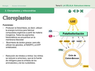 Biología Acceso Universidad
1. Teoría celular: introducción histórica3. Cloroplastos y mitocondrias
Tema 8. LA CÉLULA: Estructura interna
Funciones:
- Producen la fotosíntesis, es decir, utilizan
la energía lumínica para fabricar
compuestos orgánicos a partir de materia
inorgánica. Todos los pigmentos
fotosintéticos se encuentran en la
membrana tilacoidal
- Biosíntesis de ácidos grasos: para ello
utilizan los glúcidos, el NADPH y el ATP
sintetizados.
- Reducción de nitratos a nitritos: los nitritos
se reducen a amoníaco, que es la fuente
de nitrógeno para la síntesis de los
aminoácidos y de los nucleótidos.
 