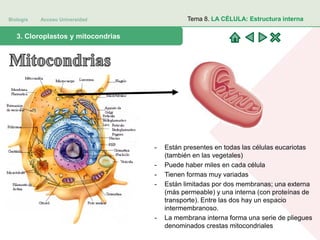Biología Acceso Universidad
1. Teoría celular: introducción histórica3. Cloroplastos y mitocondrias
Tema 8. LA CÉLULA: Estructura interna
- Están presentes en todas las células eucariotas
(también en las vegetales)
- Puede haber miles en cada célula
- Tienen formas muy variadas
- Están limitadas por dos membranas; una externa
(más permeable) y una interna (con proteínas de
transporte). Entre las dos hay un espacio
intermembranoso.
- La membrana interna forma una serie de pliegues
denominados crestas mitocondriales
 