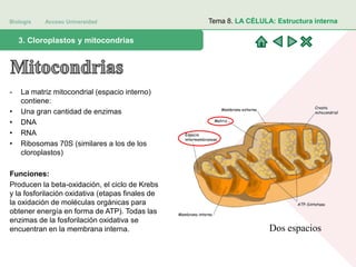 Biología Acceso Universidad
1. Teoría celular: introducción histórica3. Cloroplastos y mitocondrias
Tema 8. LA CÉLULA: Estructura interna
- La matriz mitocondrial (espacio interno)
contiene:
• Una gran cantidad de enzimas
• DNA
• RNA
• Ribosomas 70S (similares a los de los
cloroplastos)
Funciones:
Producen la beta-oxidación, el ciclo de Krebs
y la fosforilación oxidativa (etapas finales de
la oxidación de moléculas orgánicas para
obtener energía en forma de ATP). Todas las
enzimas de la fosforilación oxidativa se
encuentran en la membrana interna. Dos espacios
 