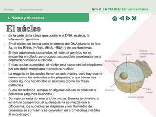 Biología Acceso Universidad
1. Teoría celular: introducción histórica4. Núcleo y ribosomas
Tema 8. LA CÉLULA: Estructura interna
- Es la parte de la célula que contiene el DNA, es decir, la
información genética
- En el núcleo se lleva a cabo la síntesis del DNA (durante la fase
S), de los RNAs (mRNA, tRNA, rRNA) y de los ribosomas.
- En los organismos procariotas, el material genético no se
encuentra enrollado, pero ocupa una posición aproximadamente
central denominada nucleoide.
- En las células eucariotas, el núcleo está separado del citoplasma
por una doble membrana o envoltura nuclear
- La mayoría de las células tienen un solo núcleo, pero hay que no
tienen (como los eritrocitos o las plaquetas) y que tienen dos
(como algunos hepatocitos) o múltiples (como las fibras
estriadas).
- Suele ser redondo, aunque en algunas células es bilobular o
polilobular (algunos leucocitos)
- Su aspecto varía durante el ciclo celular. Durante la división, la
envoltura desaparece, el nucleoplasma se mezcla con el
citoplasma, los nucleolos se dispersan y los filamentos de
cromatina se contraen y se convierten en cromosomas (visibles
al microscopio).
 