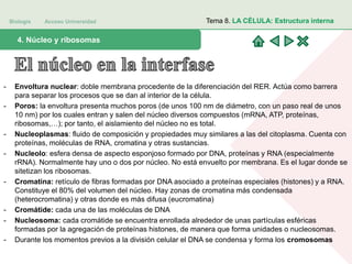 Biología Acceso Universidad
1. Teoría celular: introducción histórica4. Núcleo y ribosomas
Tema 8. LA CÉLULA: Estructura interna
- Envoltura nuclear: doble membrana procedente de la diferenciación del RER. Actúa como barrera
para separar los procesos que se dan al interior de la célula.
- Poros: la envoltura presenta muchos poros (de unos 100 nm de diámetro, con un paso real de unos
10 nm) por los cuales entran y salen del núcleo diversos compuestos (mRNA, ATP, proteínas,
ribosomas,…); por tanto, el aislamiento del núcleo no es total.
- Nucleoplasmas: fluido de composición y propiedades muy similares a las del citoplasma. Cuenta con
proteínas, moléculas de RNA, cromatina y otras sustancias.
- Nucleolo: esfera densa de aspecto esponjoso formado por DNA, proteínas y RNA (especialmente
rRNA). Normalmente hay uno o dos por núcleo. No está envuelto por membrana. Es el lugar donde se
sitetizan los ribosomas.
- Cromatina: retículo de fibras formadas por DNA asociado a proteínas especiales (histones) y a RNA.
Constituye el 80% del volumen del núcleo. Hay zonas de cromatina más condensada
(heterocromatina) y otras donde es más difusa (eucromatina)
- Cromátide: cada una de las moléculas de DNA
- Nucleosoma: cada cromátide se encuentra enrollada alrededor de unas partículas esféricas
formadas por la agregación de proteínas histones, de manera que forma unidades o nucleosomas.
- Durante los momentos previos a la división celular el DNA se condensa y forma los cromosomas
 