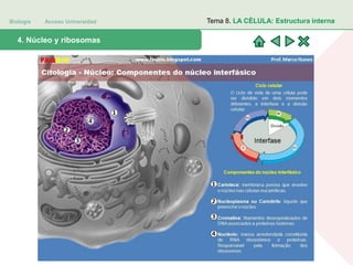 Biología Acceso Universidad
1. Teoría celular: introducción histórica4. Núcleo y ribosomas
Tema 8. LA CÉLULA: Estructura interna
 