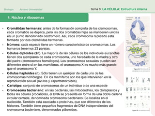 Biología Acceso Universidad
1. Teoría celular: introducción histórica4. Núcleo y ribosomas
Tema 8. LA CÉLULA: Estructura interna
- Cromátidas hermanas: antes de la formación completa de los cromosomas,
cada cromátide se duplica, pero las dos cromátidas hijas se mantienen unidas
en un punto denominado centrómero. Así, cada cromosoma replicado está
formado por dos cromátidas hermanas.
- Número: cada especie tiene un número característico de cromosomas. Los
humanos tenemos 23 parejas.
- Células diploides (2n). La mayoría de las células de los individuos eucariotas
tienen dos ejemplares de cada cromosoma, uno heredado de la madre y otro
del padre (cromosomas homólogos). Los cromosomas sexuales pueden ser
diferentes entre sí:en los mamíferos, el cromosoma X es mucho más grande
que el cromosoma Y.
- Células haploides (n). Sólo tienen un ejemplar de cada uno de los
cromosomas homólogos. En los mamíferos son los que intervienen en la
reproducción sexual (óvulos y espermatozoides)
- Cariotipo: conjunto de cromosomas de un individuo o de una especie
- Cromosoma bacteriano: en las bacterias, las mitocondrias, los cloroplastos y
todas las células procariotas, el DNA se presenta en forma de una doble cadena
circular cerrada, denominada cromosoma bacteriano. Se localiza en el
nucleoide. También está asociado a proteínas, que son diferentes de los
histones. También tiene pequeños fragmentos de DNA independientes del
cromosoma bacteriano, denominados plásmidos.
 