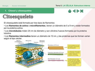 Biología Acceso Universidad
1. Teoría celular: introducción histórica1. Citosol y citoesqueleto
Tema 8. LA CÉLULA: Estructura interna
El citoesqueleto está formado por tres tipos de filamentos:
• Los filamentos de actina o microfilamentos, tienen un diámetro de 5 a 9 nm y están formados
por la proteína actina.
• Los microtúbulos miden 25 nm de diámetro y son cilindros huecos formados por la proteína
tubulina.
• Los filamentos intermedios tienen un diámetro de 10 nm, y las proteínas que los forman varían
según el tipo celular.
 