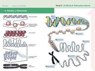 Biología Acceso Universidad
1. Teoría celular: introducción histórica4. Núcleo y ribosomas
Tema 8. LA CÉLULA: Estructura interna
 