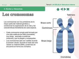 Biología Acceso Universidad
1. Teoría celular: introducción histórica4. Núcleo y ribosomas
Tema 8. LA CÉLULA: Estructura interna
Los cromosomas son los portadores de la
mayor parte del material genético y
condicionan la organización de la vida y las
características hereditarias de cada especie.
- Cada cromosoma simple está formado por
una sóla molécula de DNA (cromátide),
muy larga, asociada a proteínas
(histones), que la pliegan y empaquetan.
- Los cromosomas sólo son visibles durante
la división celular. Durante el resto del ciclo
celular su material (DNA y proteínas) se
encuentra en forma de cromatina.
Brazo corto
Brazo largo
Telómero
Centrómero
Cromátidas
 
