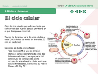 Biología Acceso Universidad
1. Teoría celular: introducción histórica4. Núcleo y ribosomas
Tema 8. LA CÉLULA: Estructura interna
Ciclo de vida: desde que se forma hasta que
se divide en dos nuevas células (momento en
el que desaparece como tal)
Tiempo de duración: varía de unas células a
otras (20-24 horas de media en animales, 30
min. en bacterias)
Este ciclo se divide en dos fases:
- Fase mitótica (M) o fase de división
- Interfase: periodo comprendido entre dos
divisiones celulares. La mayor parte del
ciclo celular se corresponde a este
periodo, durante el cual la célula realiza su
actividad metabólica. Se divide a su vez en
3 fases: G1, S y G2
 
