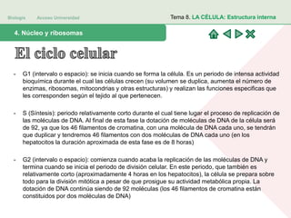 Biología Acceso Universidad
1. Teoría celular: introducción histórica4. Núcleo y ribosomas
Tema 8. LA CÉLULA: Estructura interna
- G1 (intervalo o espacio): se inicia cuando se forma la célula. Es un periodo de intensa actividad
bioquímica durante el cual las células crecen (su volumen se duplica, aumenta el número de
enzimas, ribosomas, mitocondrias y otras estructuras) y realizan las funciones especificas que
les corresponden según el tejido al que pertenecen.
- S (Síntesis): periodo relativamente corto durante el cual tiene lugar el proceso de replicación de
las moléculas de DNA. Al final de esta fase la dotación de moléculas de DNA de la célula será
de 92, ya que los 46 filamentos de cromatina, con una molécula de DNA cada uno, se tendrán
que duplicar y tendremos 46 filamentos con dos moléculas de DNA cada uno (en los
hepatocitos la duración aproximada de esta fase es de 8 horas)
- G2 (intervalo o espacio): comienza cuando acaba la replicación de las moléculas de DNA y
termina cuando se inicia el periodo de división celular. En este periodo, que también es
relativamente corto (aproximadamente 4 horas en los hepatocitos), la célula se prepara sobre
todo para la división mitótica a pesar de que prosigue su actividad metabólica propia. La
dotación de DNA continúa siendo de 92 moléculas (los 46 filamentos de cromatina están
constituidos por dos moléculas de DNA)
 