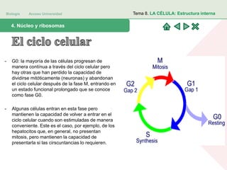 Biología Acceso Universidad
1. Teoría celular: introducción histórica4. Núcleo y ribosomas
Tema 8. LA CÉLULA: Estructura interna
- G0: la mayoría de las células progresan de
manera contínua a través del ciclo celular pero
hay otras que han perdido la capacidad de
dividirse mitóticamente (neuronas) y abandonan
el ciclo celular después de la fase M, entrando en
un estado funcional prolongado que se conoce
como fase G0.
- Algunas células entran en esta fase pero
mantienen la capacidad de volver a entrar en el
ciclo celular cuando son estimuladas de manera
conveniente. Este es el caso, por ejemplo, de los
hepatocitos que, en general, no presentan
mitosis, pero mantienen la capacidad de
presentarla si las cirscuntancias lo requieren.
 