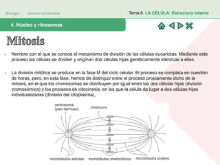 Biología Acceso Universidad
1. Teoría celular: introducción histórica4. Núcleo y ribosomas
Tema 8. LA CÉLULA: Estructura interna
- Nombre con el que se conoce el mecanismo de división de las células eucariotas. Mediante este
proceso las células se dividen y originan dos células hijas genéticamente idénticas a ellas.
- La división mitótica se produce en la fase M del ciclo celular. El proceso se completa en cuestión
de horas, pero, en esta fase, hemos de distinguir entre el proceso propiamente dicho de la
mitosis, en el que los cromosomas se distribuyen por igual entre las dos células hijas (división
cromosómica) y los procesos de citocinesis, en los que la célula da lugar a dos células hijas
individualizadas (división del citoplasma),
 