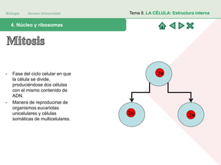 Biología Acceso Universidad
1. Teoría celular: introducción histórica4. Núcleo y ribosomas
Tema 8. LA CÉLULA: Estructura interna
- Fase del ciclo celular en que
la célula se divide,
produciéndose dos células
con el mismo contenido de
ADN.
- Manera de reproducirse de
organismos eucariotas
unicelulares y células
somáticas de multicelulares.
2n
2n 2n
 