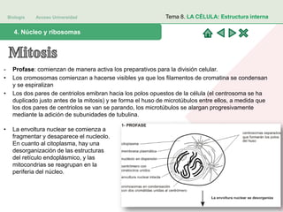 Biología Acceso Universidad
1. Teoría celular: introducción histórica4. Núcleo y ribosomas
Tema 8. LA CÉLULA: Estructura interna
- Profase: comienzan de manera activa los preparativos para la división celular.
• Los cromosomas comienzan a hacerse visibles ya que los filamentos de cromatina se condensan
y se espiralizan
• Los dos pares de centriolos emibran hacia los polos opuestos de la célula (el centrosoma se ha
duplicado justo antes de la mitosis) y se forma el huso de microtúbulos entre ellos, a medida que
los dos pares de centriolos se van se parando, los microtúbulos se alargan progresivamente
mediante la adición de subunidades de tubulina.
• La envoltura nuclear se comienza a
fragmentar y desaparece el nucleolo.
En cuanto al citoplasma, hay una
desorganización de las estructuras
del retículo endoplásmico, y las
mitocondrias se reagrupan en la
periferia del núcleo.
 