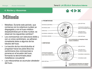 Biología Acceso Universidad
1. Teoría celular: introducción histórica4. Núcleo y ribosomas
Tema 8. LA CÉLULA: Estructura interna
- Metafase. Durante este periodo, que
comienza con la cobertura nuclear ya
disgregada y con el huso mitótico
desplazándose por el área nuclear, se
observan los siguientes cambios^:
• Los cromosomas con estructura doble y
con un único centrómero, se adhieren
mmediante éstos a algunos de los
túbulos del huso.
• La tracción de los microtíubuilos al
progresar hacia los polos lleva los
centrómeros (los cromosomas) a
ponerse en el ecuador del huso,
formando la denominada plaza
metafásica o ecuatorial
• Las mitocondrias se acumulan alrededor
del huso.
 