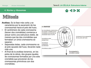 Biología Acceso Universidad
1. Teoría celular: introducción histórica4. Núcleo y ribosomas
Tema 8. LA CÉLULA: Estructura interna
Anafase. Es la fase más corta y se
caracteriza por la ascensión de los
cromosomas hacia el polo del huso.
• El centrómero de cada cromosoma
(tienen dos cromátidas) comienza a
actuar como una estructura doble, de
manera que las dos cromátidas que
formaban un único cromosoma se
separan.
• Separadas éstas, cada cromosoma va
al polo opuesto del huso, llevando nada
más una.
• Al final de la anafase tenemos, en los
polos de la célula, dos grupos iguales
de cromosomas formados por una sóla
cromátida que provienen de los
cromosomas primivtivos con dos
cromátidas.
 