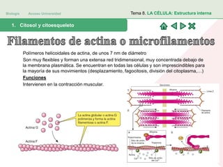 Biología Acceso Universidad
1. Teoría celular: introducción histórica1. Citosol y citoesqueleto
Tema 8. LA CÉLULA: Estructura interna
Polímeros helicoidales de actina, de unos 7 nm de diámetro
Son muy flexibles y forman una extensa red tridimensional, muy concentrada debajo de
la membrana plasmática. Se encuentran en todas las células y son imprescindibles para
la mayoría de sus movimientos (desplazamiento, fagocitosis, división del citoplasma,…)
Funciones
Intervienen en la contracción muscular.
 