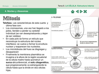 Biología Acceso Universidad
1. Teoría celular: introducción histórica4. Núcleo y ribosomas
Tema 8. LA CÉLULA: Estructura interna
Telofase. Las características de esta cuarta y
última fase son:
• Los cromosomas, una vez han llegado a los
polos, tienden a perder su carácter
individual (se van desespiralizando y dejan
de ser visibles)
• En cada polo se forma un retículo que
reconstruye la estructura del núcleo
interfásico: se vuelve a formar la envoltura
nuclear y reaparecen los nucleolos.
• Los microtúbulos del huso se disgregan y
desaparecen
• Finalmente la membrana plasmática se
invagina a la altura de la región ecuatorial
de la célula madre hasta qconstruir un
surco circunferencial, el solc citogenético,
que progresivamente va estrangulando la
célula hasta que la divide en dos células
hijas.
 