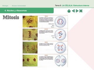 Biología Acceso Universidad
1. Teoría celular: introducción histórica4. Núcleo y ribosomas
Tema 8. LA CÉLULA: Estructura interna
 