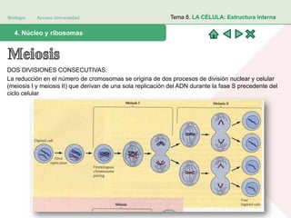 Biología Acceso Universidad
1. Teoría celular: introducción histórica4. Núcleo y ribosomas
Tema 8. LA CÉLULA: Estructura interna
DOS DIVISIONES CONSECUTIVAS:
La reducción en el número de cromosomas se origina de dos procesos de división nuclear y celular
(meiosis I y meiosis II) que derivan de una sola replicación del ADN durante la fase S precedente del
ciclo celular
 