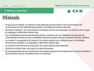 Biología Acceso Universidad
1. Teoría celular: introducción histórica4. Núcleo y ribosomas
Tema 8. LA CÉLULA: Estructura interna
- Al igual que la mitosis, la meiosis I inicia después de que la fase S se ha terminado y los
cromosomas se han replicado produciendo cromátides hermanas idénticas
- Durante la meiosis I, los cromosomas homólogos primero se emparejan uno frente a otro y luego
se segregan a diferentes células hijas
- Las cromátides hermanas permanecen juntas y terminan así (un miembreo de cada par de
cromosomas formado por dos cromátides hermanas) hasta culminar la primera división meiótica.
- La meiosis I va seguida de la meiosis II, la cual se parece a la mitosis en que la cromátides
hermanas se separan y se segregan a diferentes células hijas.
- La meiosis II termina con la producción de cuatro células hijas haploides
- Cada una contiene solo una copia de cada cromosoma
- El emparejamiento de los cromosomas homólogos después de la replicación da como resultado la
recombinación de las cromátides entre cromosomas
-
 