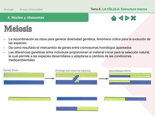 Biología Acceso Universidad
1. Teoría celular: introducción histórica4. Núcleo y ribosomas
Tema 8. LA CÉLULA: Estructura interna
- La recombinación es clave para generar diversidad genética, fenómeno crítico para la evolución de
las especies
- Da como resultado el intercambio de genes entre cromosomas homólogos apareados
- Las diferencias genéticas entre individuos proporcionan el material inicial para la selección natural,
la cual permite a las especies desarrollarse y adaptarse a cambios de las condiciones
medioambientales
 