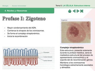 Biología Acceso Universidad
1. Teoría celular: introducción histórica4. Núcleo y ribosomas
Tema 8. LA CÉLULA: Estructura interna
- Mayor condensamiento del ADN.
- Comienza la sinapsis de los cromosomas.
- Se forma el complejo sinaptonémico.
- Inicia la recombinación
Complejo sinaptonémico
Esta estructura, presente solamente
durante la profase meiótica, sería la
mediadora estructural del proceso de
apareamiento cromosómico y el
soporte del de recombinación génica.
Mantiene a los cromosomas
homólogos estrechamente asociados
y alineados
 