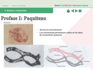 Biología Acceso Universidad
1. Teoría celular: introducción histórica4. Núcleo y ribosomas
Tema 8. LA CÉLULA: Estructura interna
- Termina la recombinación.
- Los cromosomas permanecen unidos en los sitios
de cruzamiento (quiasma)
 