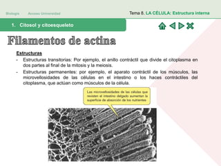 Biología Acceso Universidad
1. Teoría celular: introducción histórica1. Citosol y citoesqueleto
Tema 8. LA CÉLULA: Estructura interna
Estructuras
- Estructuras transitorias: Por ejemplo, el anillo contráctil que divide el citoplasma en
dos partes al final de la mitosis y la meiosis.
- Estructuras permanentes: por ejemplo, el aparato contráctil de los músculos, las
microvellosidades de las células en el intestino o los haces contráctiles del
citoplasma, que actúan como músculos de la célula.
 