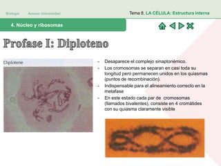 Biología Acceso Universidad
1. Teoría celular: introducción histórica4. Núcleo y ribosomas
Tema 8. LA CÉLULA: Estructura interna
- Desaparece el complejo sinaptonémico.
- Los cromosomas se separan en casi toda su
longitud pero permanecen unidos en los quiasmas
(puntos de recombinación).
- Indispensable para el alineamiento correcto en la
metafase
- En este estado cada par de cromosomas
(llamados bivalentes), consiste en 4 cromátides
con su quiasma claramente visible
 