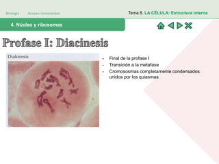 Biología Acceso Universidad
1. Teoría celular: introducción histórica4. Núcleo y ribosomas
Tema 8. LA CÉLULA: Estructura interna
- Final de la profase I
- Transición a la metafase
- Cromososmas completamente condensados
unidos por los quiasmas
 