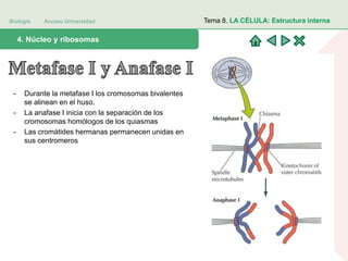 Biología Acceso Universidad
1. Teoría celular: introducción histórica4. Núcleo y ribosomas
Tema 8. LA CÉLULA: Estructura interna
- Durante la metafase I los cromosomas bivalentes
se alinean en el huso.
- La anafase I inicia con la separación de los
cromosomas homólogos de los quiasmas
- Las cromátides hermanas permanecen unidas en
sus centromeros
 