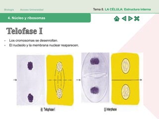 Biología Acceso Universidad
1. Teoría celular: introducción histórica4. Núcleo y ribosomas
Tema 8. LA CÉLULA: Estructura interna
- Los cromosomas se desenrollan.
- El nucleolo y la membrana nuclear reaparecen.
 