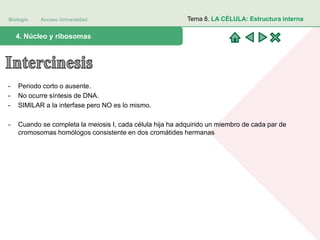 Biología Acceso Universidad
1. Teoría celular: introducción histórica4. Núcleo y ribosomas
Tema 8. LA CÉLULA: Estructura interna
- Periodo corto o ausente.
- No ocurre síntesis de DNA.
- SIMILAR a la interfase pero NO es lo mismo.
- Cuando se completa la meiosis I, cada célula hija ha adquirido un miembro de cada par de
cromosomas homólogos consistente en dos cromátides hermanas
 