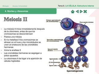 Biología Acceso Universidad
1. Teoría celular: introducción histórica4. Núcleo y ribosomas
Tema 8. LA CÉLULA: Estructura interna
- La meiosis II inicia inmediatamente después
de la citocinesis, antes de que los
cromosomas se descondensen
- Parece una mitosis
- En la metafase II los cromosomas se
alinean en el huso y los microtúbulos se
unen al cinetocoro de las cromátides
hermanas
- Inicia la anafase II
- Las cromátides hermanas se segregan a
polos opuestos
- La citocinesis II da logar a la aparición de
células haploides
 