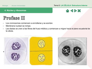 Biología Acceso Universidad
1. Teoría celular: introducción histórica4. Núcleo y ribosomas
Tema 8. LA CÉLULA: Estructura interna
- Los cromosomas comienzan a enrrollarse y se acortan.
- Membrana nuclear se rompe.
- Las diadas se unen a las fibras del huso mitótico y comienzan a migrar hacia el plano ecuatorial de
la célula.
 