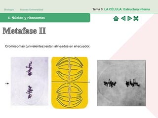 Biología Acceso Universidad
1. Teoría celular: introducción histórica4. Núcleo y ribosomas
Tema 8. LA CÉLULA: Estructura interna
Cromosomas (univalentes) estan alineados en el ecuador.
 