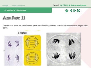 Biología Acceso Universidad
1. Teoría celular: introducción histórica4. Núcleo y ribosomas
Tema 8. LA CÉLULA: Estructura interna
Comienza cuando los centrómeros ya se han dividido y termina cuando los cromosomas llegan a los
polos.
 