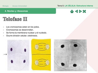 Biología Acceso Universidad
1. Teoría celular: introducción histórica4. Núcleo y ribosomas
Tema 8. LA CÉLULA: Estructura interna
- Los cromosomas estan en los polos.
- Cromosomas se desenrrollan.
- Se forma la membrana nuclear y el nucleolo.
- Ocurre división celular; citokinesis.
 