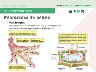 Biología Acceso Universidad
1. Teoría celular: introducción histórica1. Citosol y citoesqueleto
Tema 8. LA CÉLULA: Estructura interna
Otras funciones
Intervienen en el movimiento ameboide y en la fagocitosis.
Producen corrientes citoplasmáticas o de ciclosis.
 
