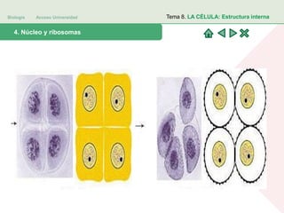 Biología Acceso Universidad
1. Teoría celular: introducción histórica4. Núcleo y ribosomas
Tema 8. LA CÉLULA: Estructura interna
 