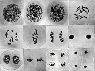 Biología Acceso Universidad
1. Teoría celular: introducción histórica4. Núcleo y ribosomas
Tema 8. LA CÉLULA: Estructura interna
 