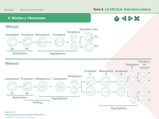 Biología Acceso Universidad
1. Teoría celular: introducción histórica4. Núcleo y ribosomas
Tema 8. LA CÉLULA: Estructura interna
 