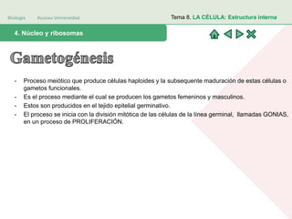 Biología Acceso Universidad
1. Teoría celular: introducción histórica4. Núcleo y ribosomas
Tema 8. LA CÉLULA: Estructura interna
- Proceso meiótico que produce células haploides y la subsequente maduración de estas células o
gametos funcionales.
- Es el proceso mediante el cual se producen los gametos femeninos y masculinos.
- Estos son producidos en el tejido epitelial germinativo.
- El proceso se inicia con la división mitótica de las células de la línea germinal, llamadas GONIAS,
en un proceso de PROLIFERACIÓN.
 